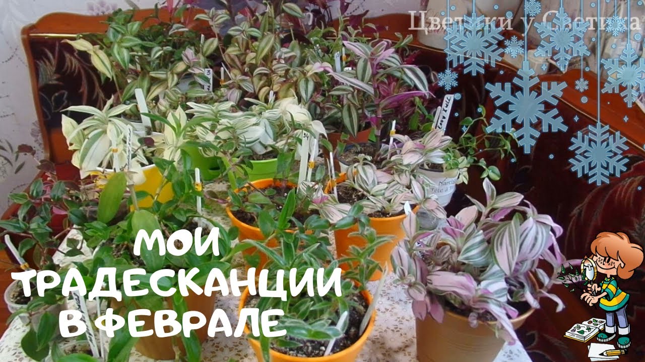 Обзор моих традесканций. Более тридцати сортов. Мои комнатные растения в феврале