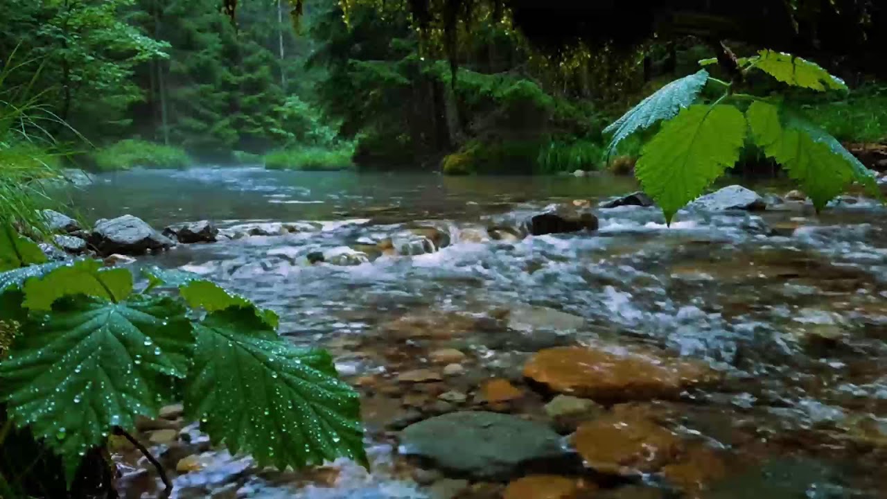 Calming Forest Ambience, Birds Singing Beautiful Stream Sounds for Deep Sleep, Study Focus, Medicine