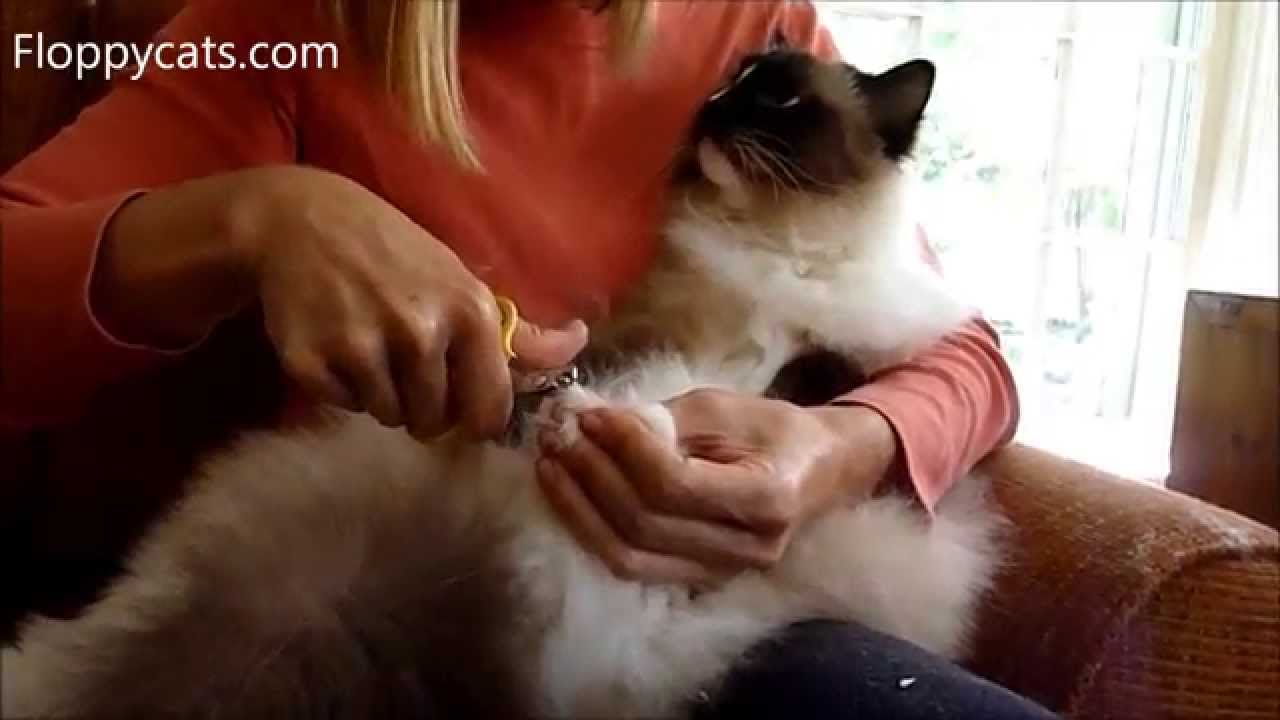 How to Cut Cat Nails - How to Trim Your Cats Claws