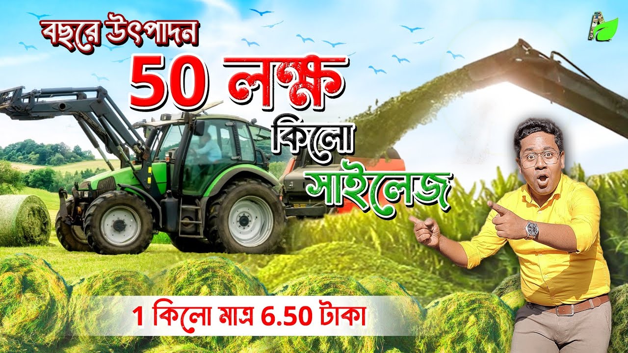 1 কিলো সাইলেজ মাত্র 6.50 টাকা | প্রতিবছর উৎপাদন 50 লক্ষ কিলো | Corn Silage | Goat Feed |