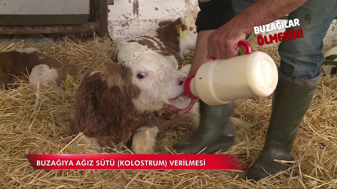 Buzağılar Ölmesin - Buzağıya Ağız Sütü Kolostrum Verilmesi