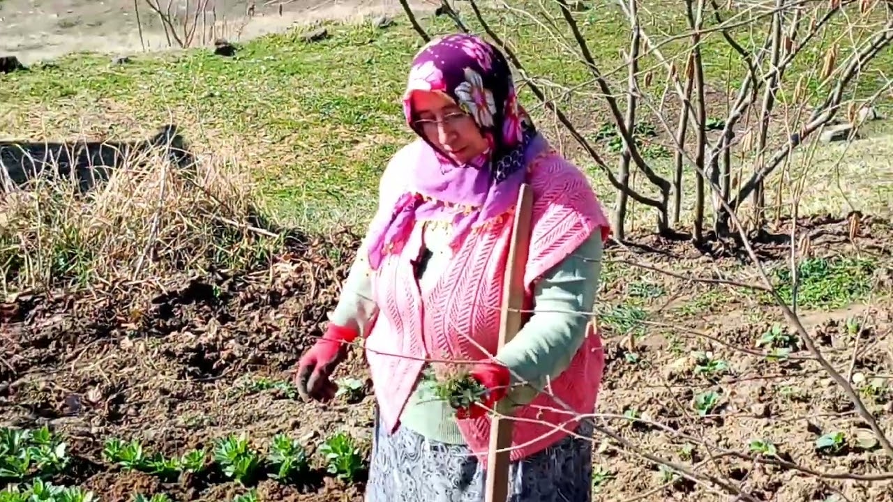 Köyde Yaşam 🌿 Bahçe İşleri & Yabani Otlar | Karadeniz Köylerinden Günlük Vlog