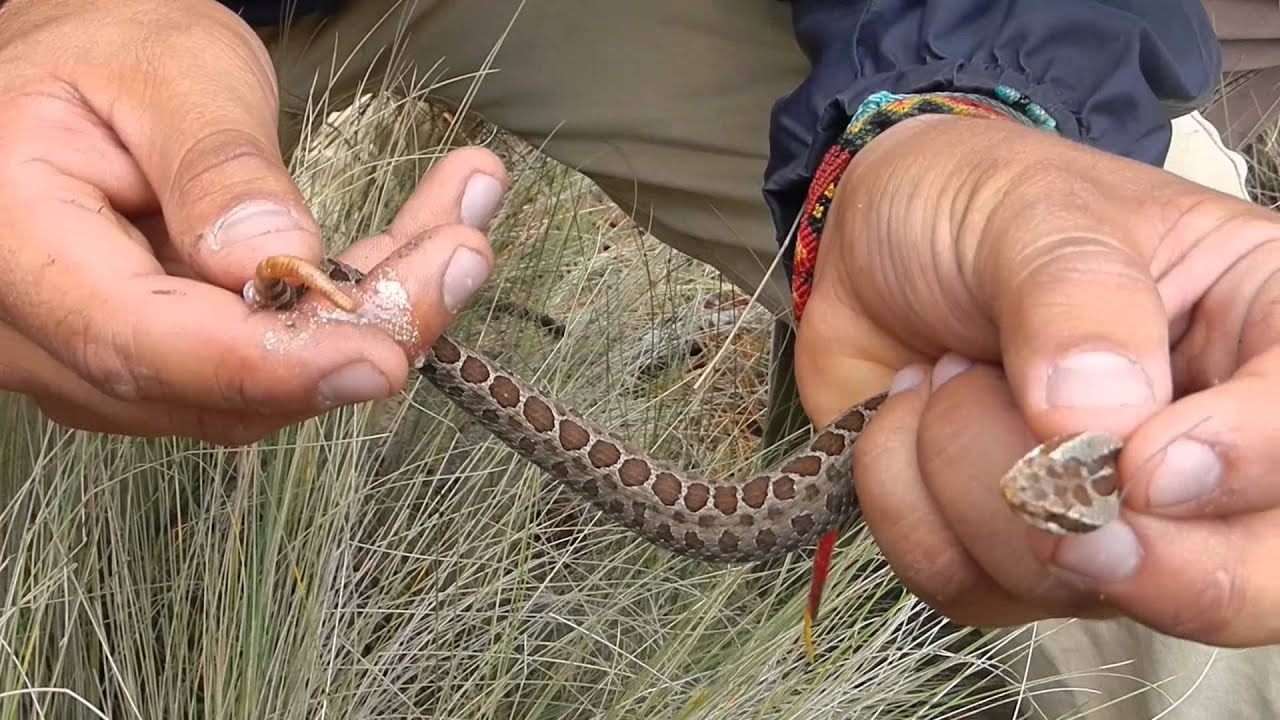 Serpiente venenosa Mexicana (Perote - Veracruz)