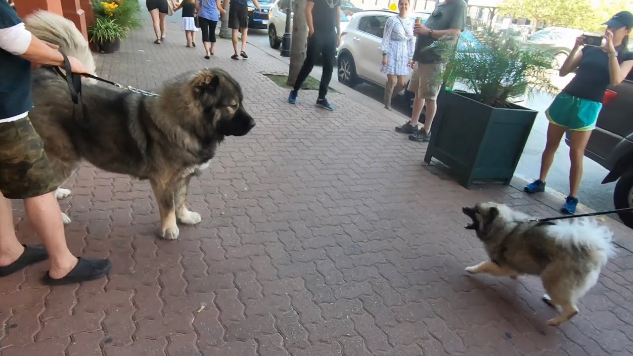 Tsavo | Magnificent Caucasian Ovcharka Puppy Import From Russia W/Love
