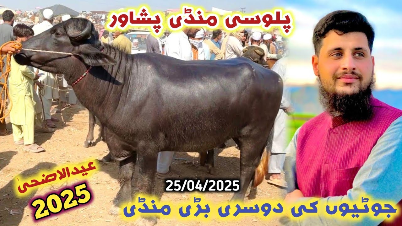 Joti Mandi Peshawar New Updates 25/04/2025 | Palosi Maweshi Mandi | Eid Ul Azha Cattles Price |Izhar