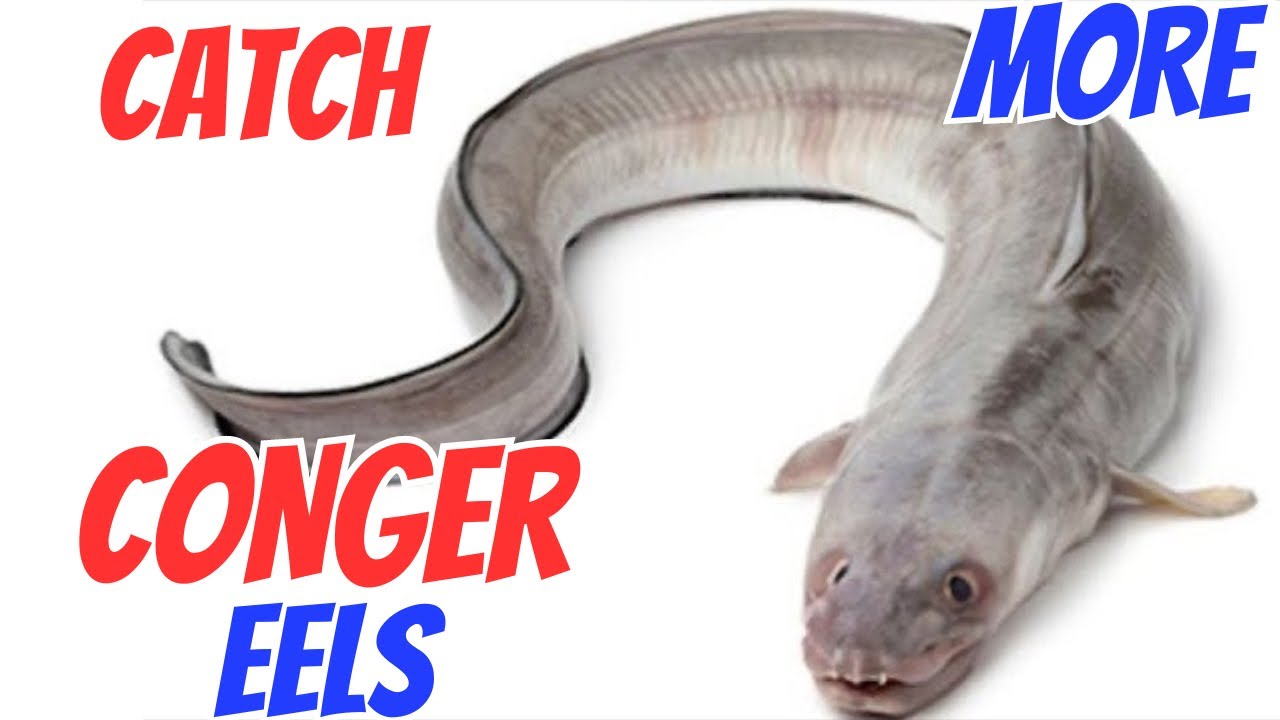 Conger Eel - Best baits rigs & tips #fishfridays