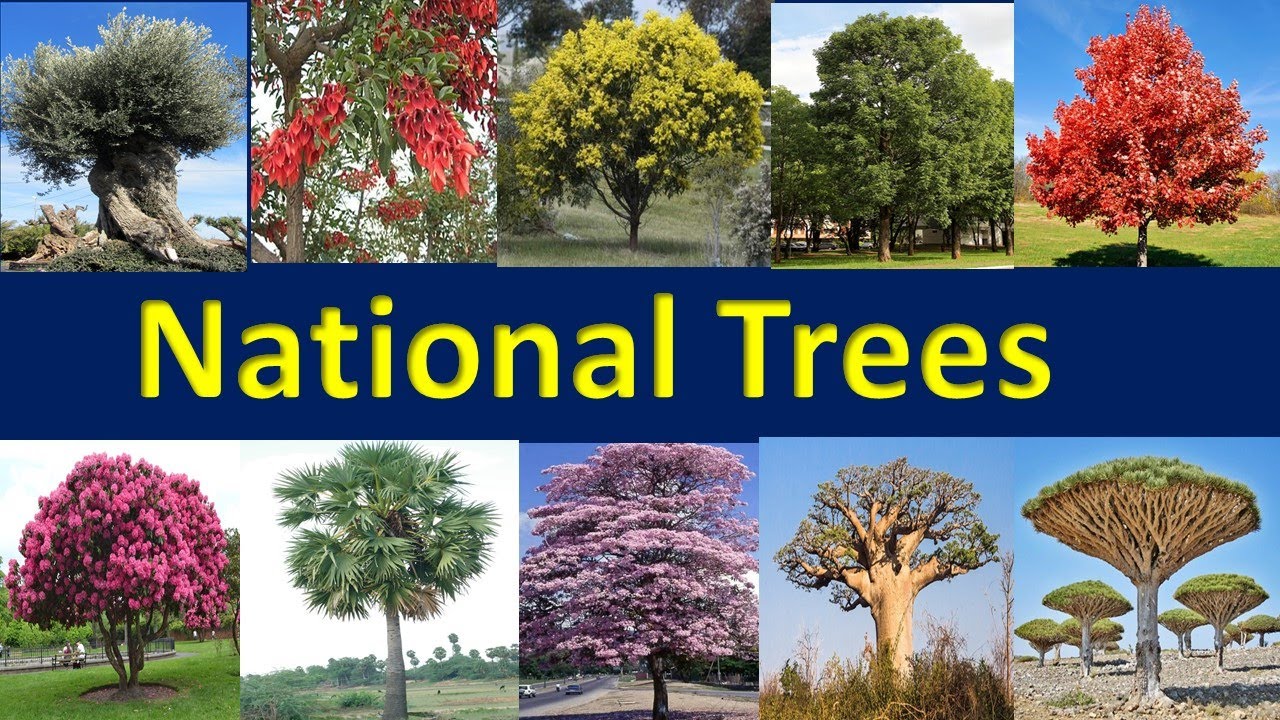 National Trees of all Countries || National Trees and their Scientific Name of countries