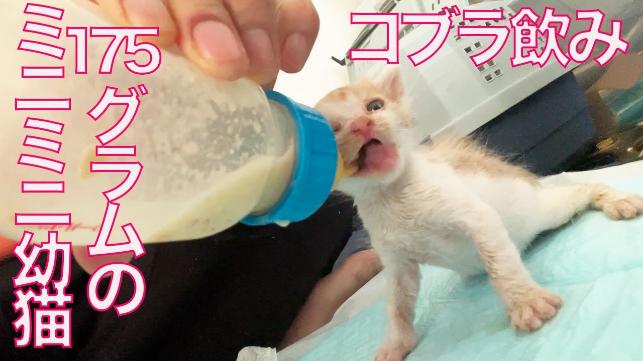 175gのミニミニ幼猫、コブラになる The too-small kitty's 'cobra' posture