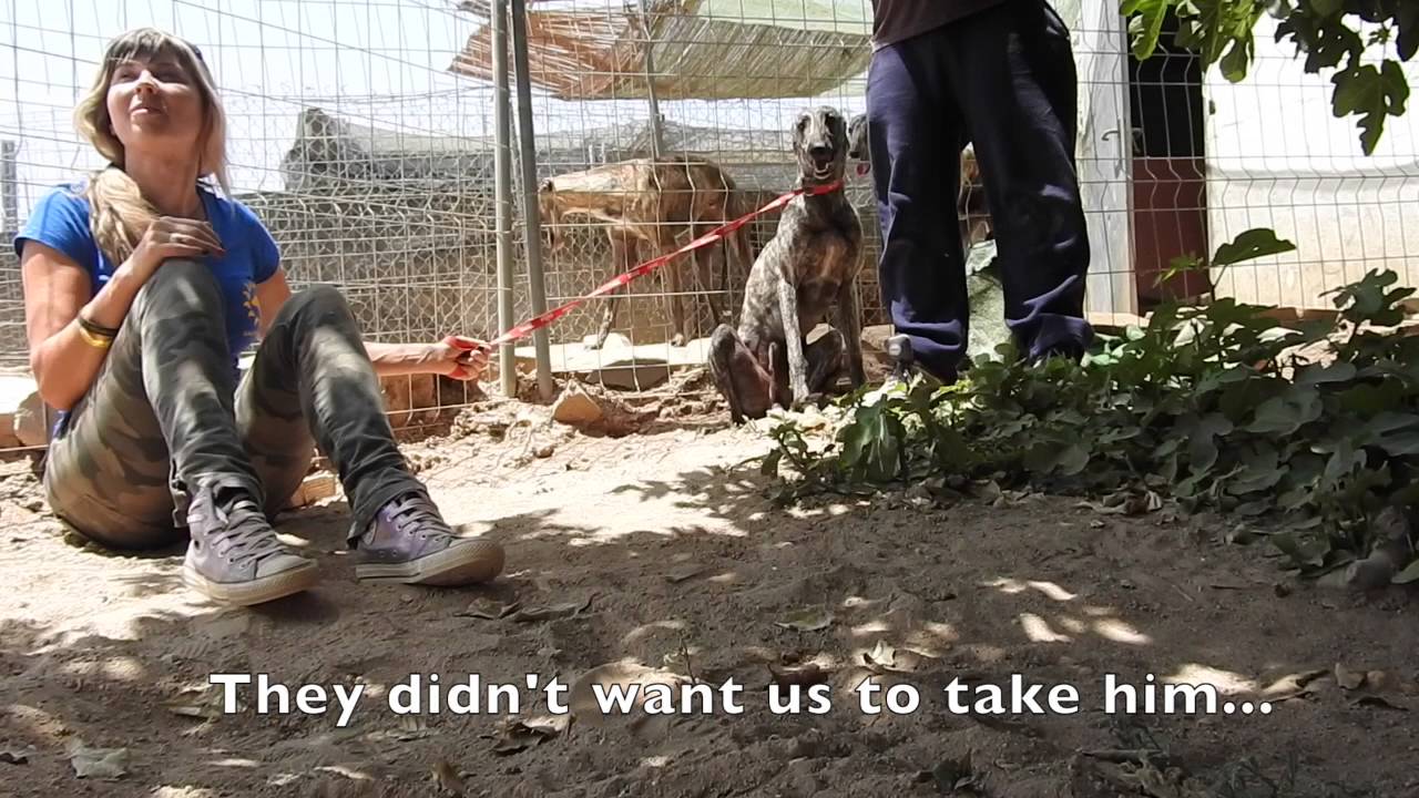 Rescuing Dante a galgo that tried to find refuge on the streets with other galgos...