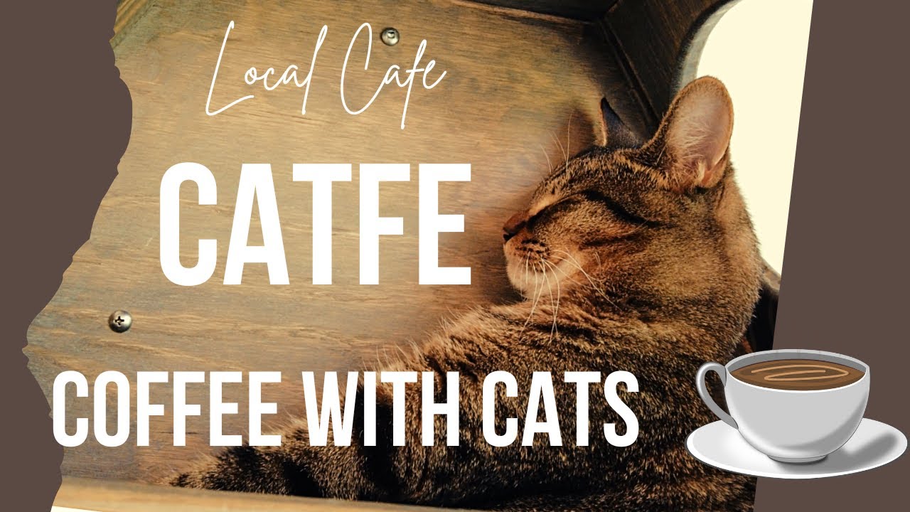 CAT CAFE in VANCOUVER 🐈