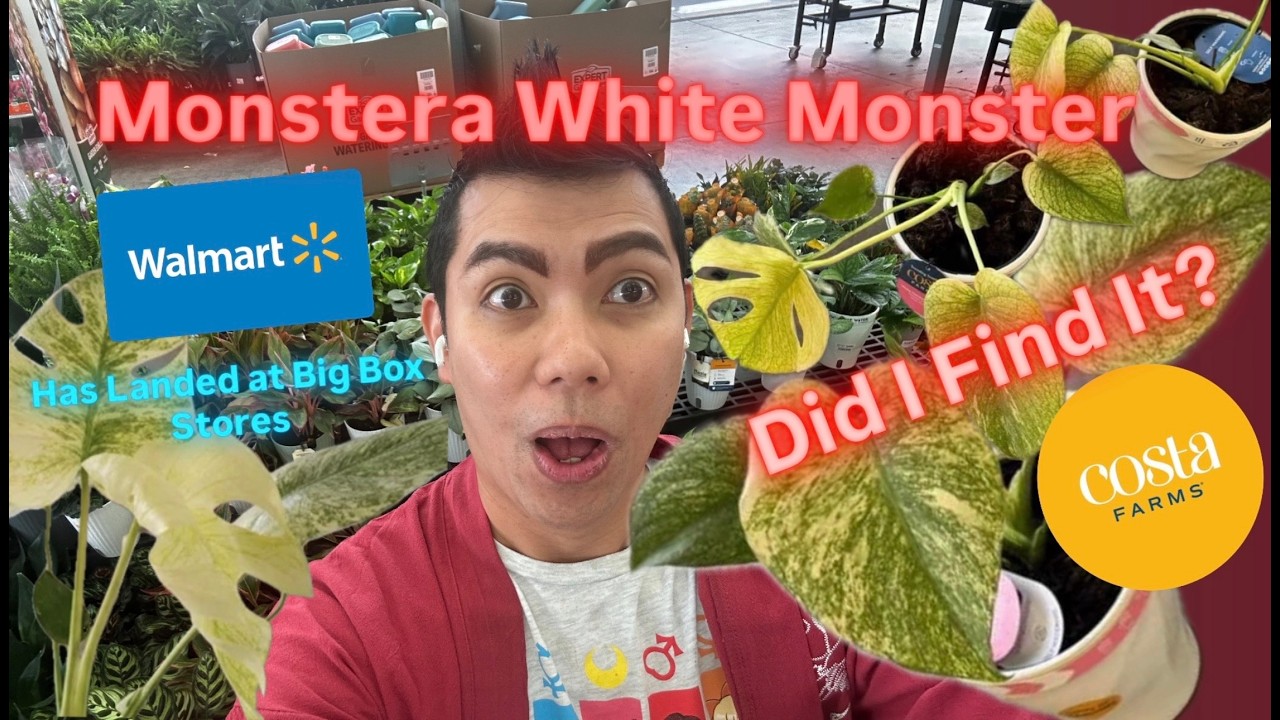 Компания Costa Farms выпустила в Walmart сорт монстеры WHITE MONSTER? 🕵️‍♂️ Моя весенняя охота за...