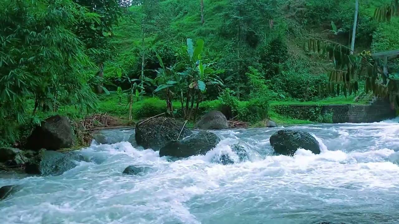 Gentle Forest Stream Ambience for Sleep and Relaxation