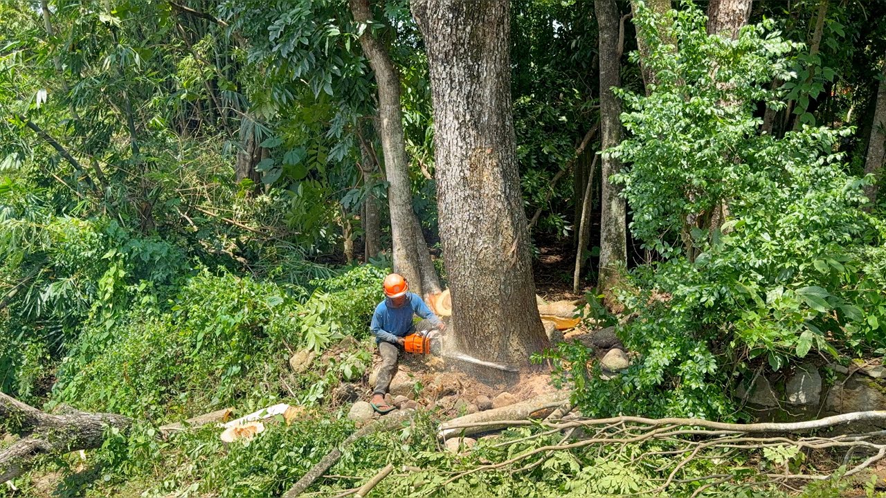Extreme Danger! Felling 2 Towering Trees on the Edge of the River!
