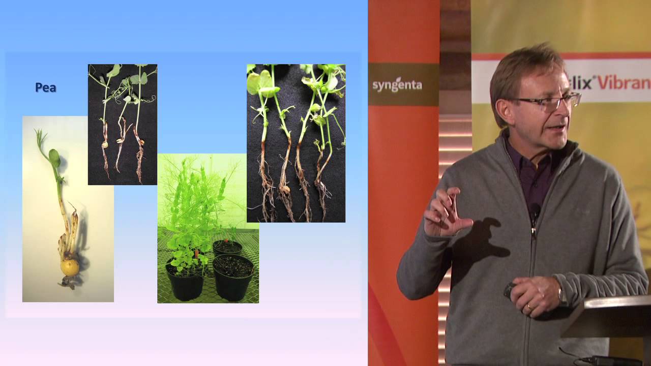 Crop Establishment Webinar:  Soil-borne Diseases