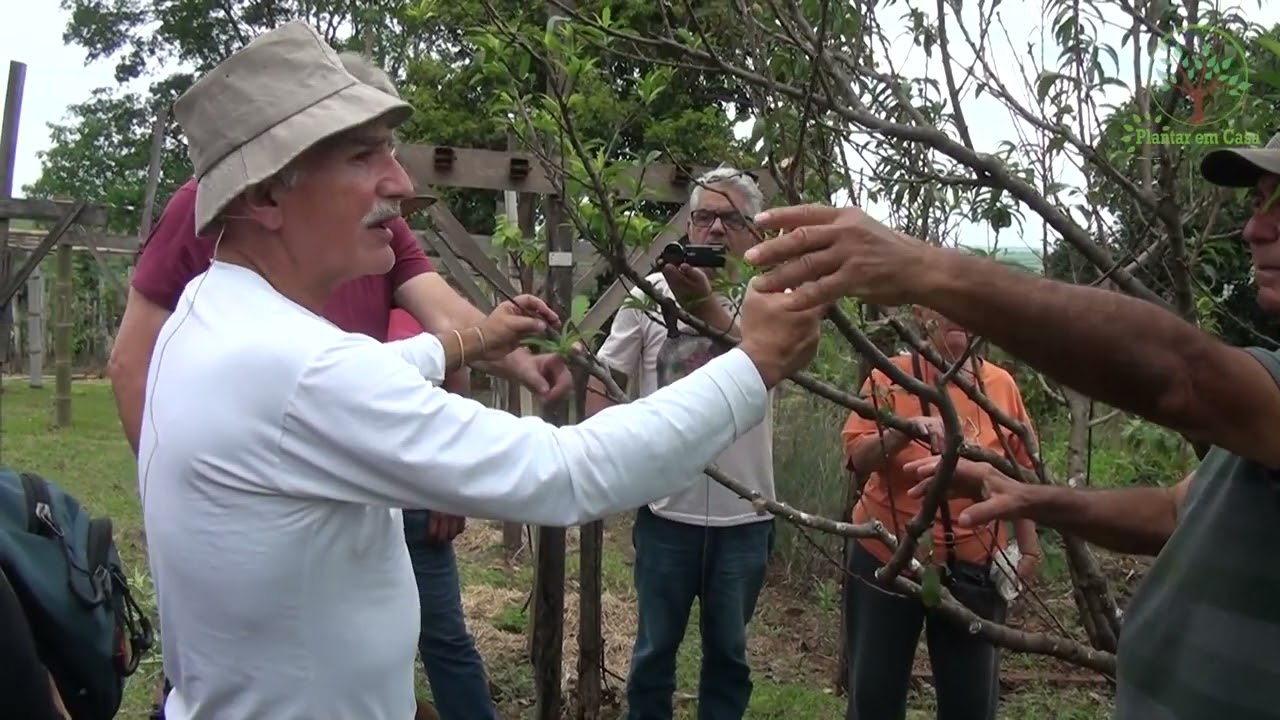 03 Poda de Pessegueiro com Sérgio Semerdjian Aula em Franca SP