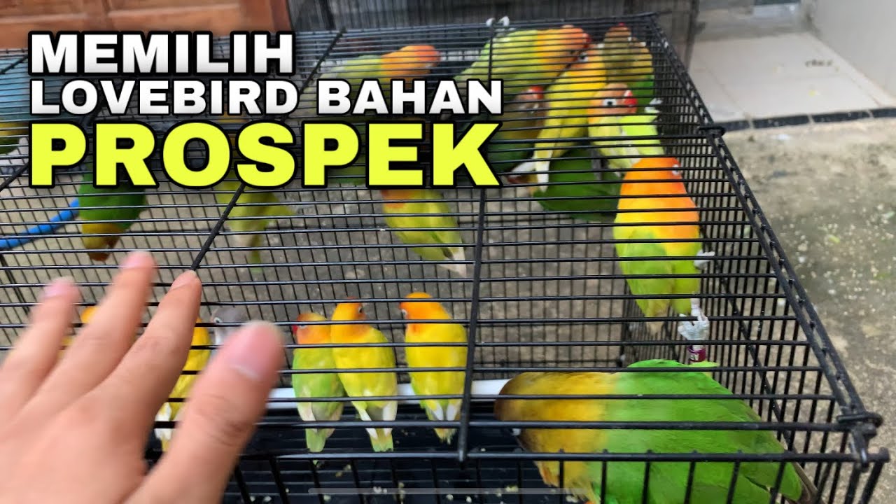 Tips memilih lovebird bahan prospek