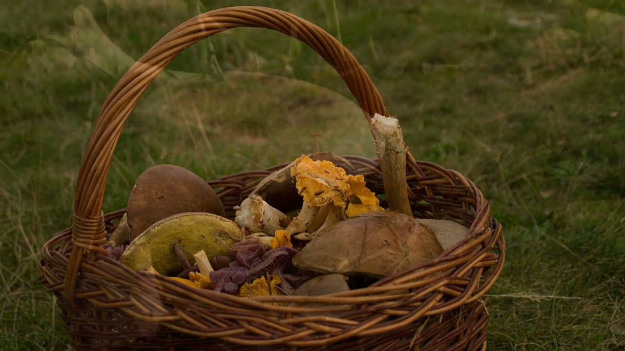 Automne