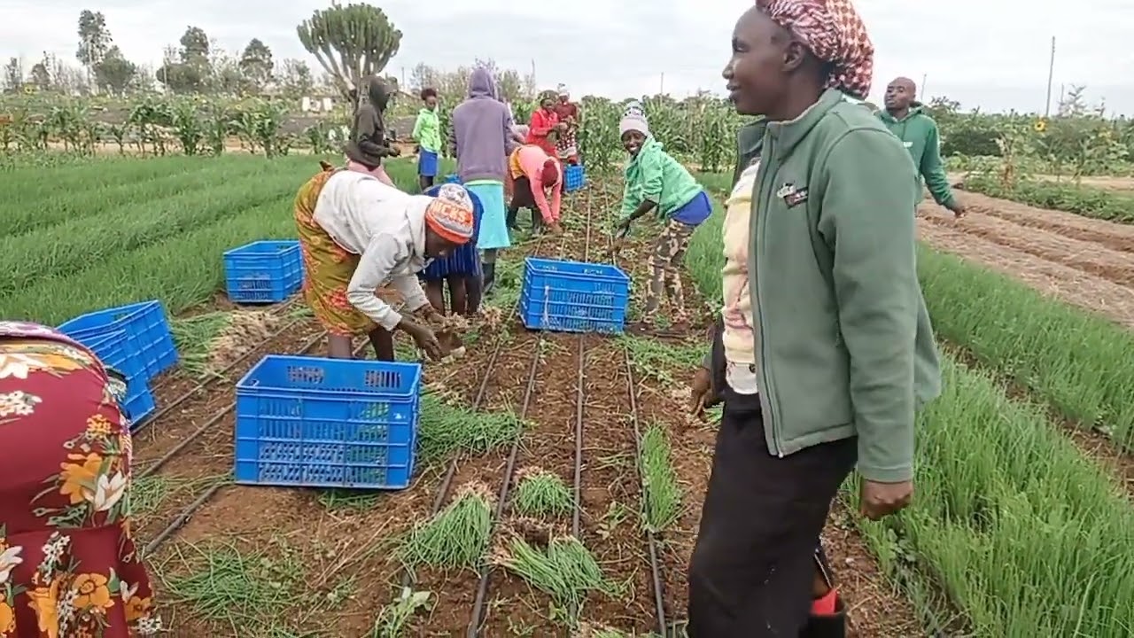 How to uproot onions in a nursery bed during planting 👌👌
