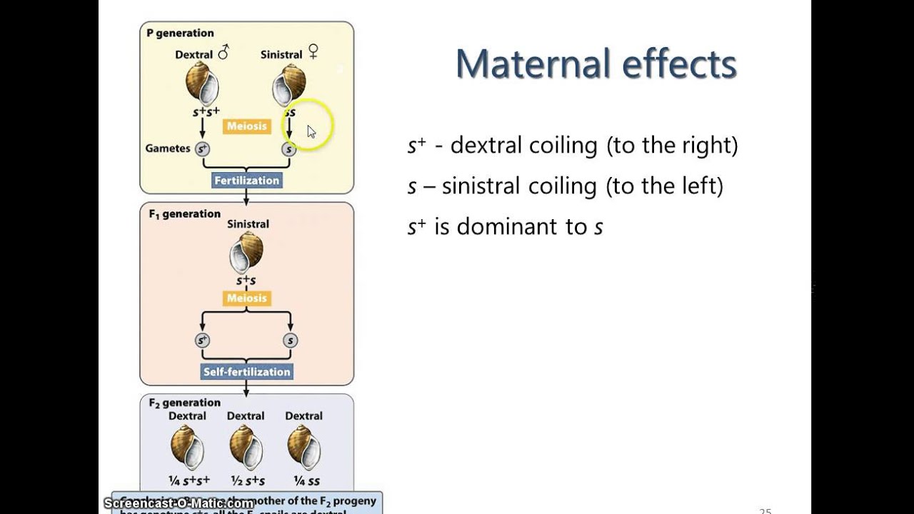 Spring 2015 Lecture 5 - Maternal Effects