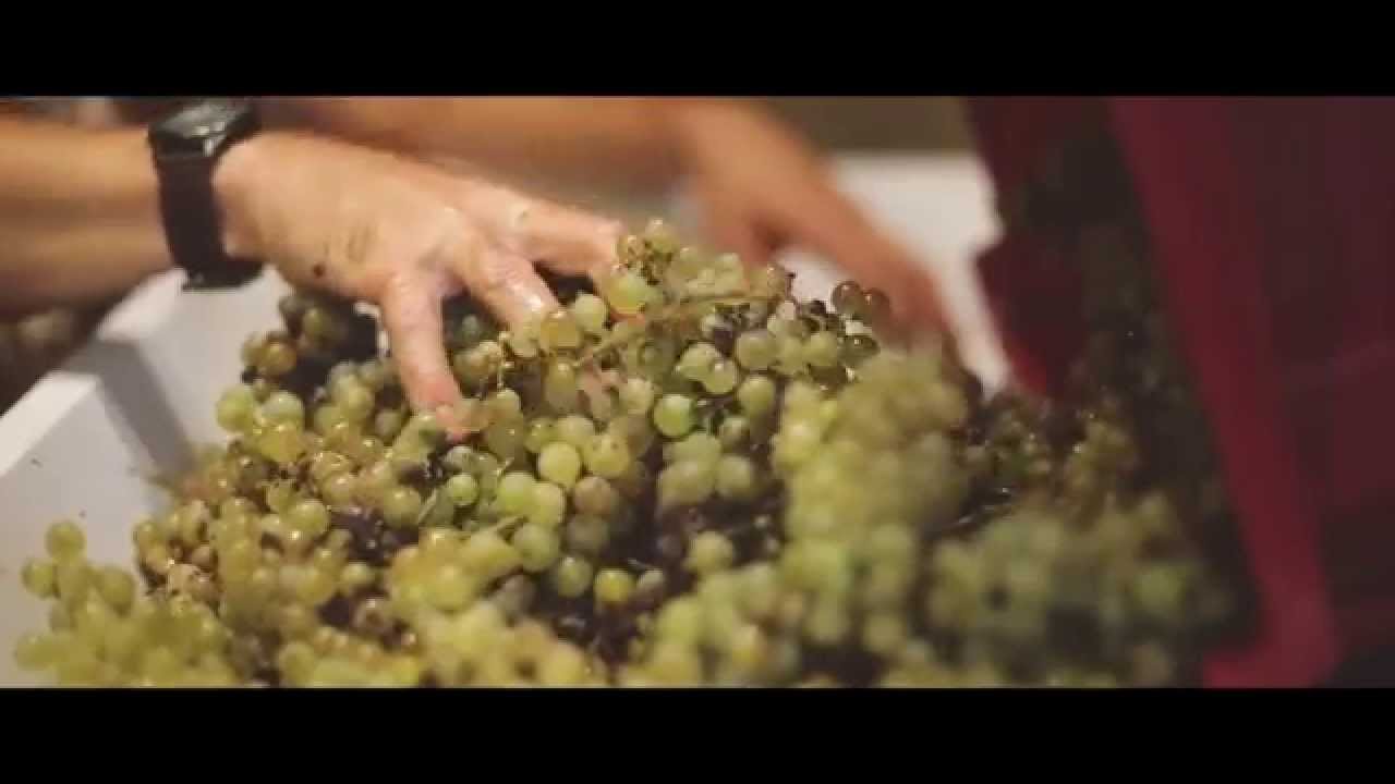 ako sa rodi vino