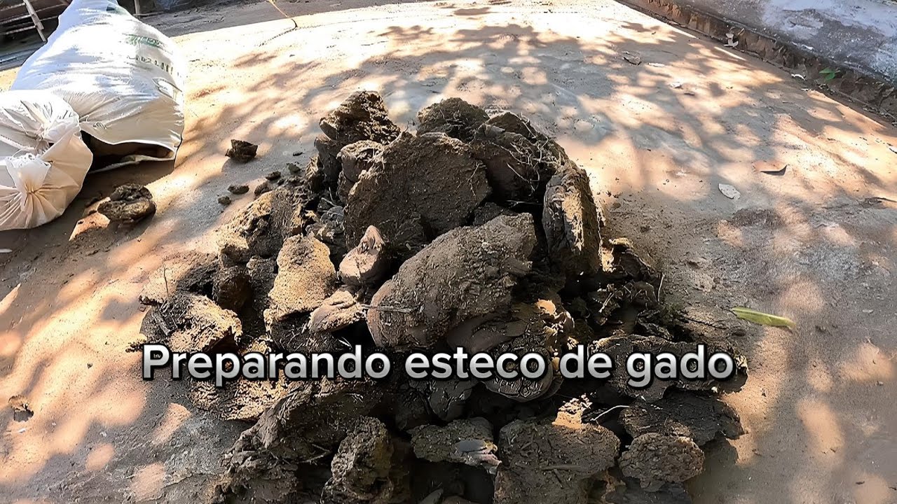 Preparando o esterco.