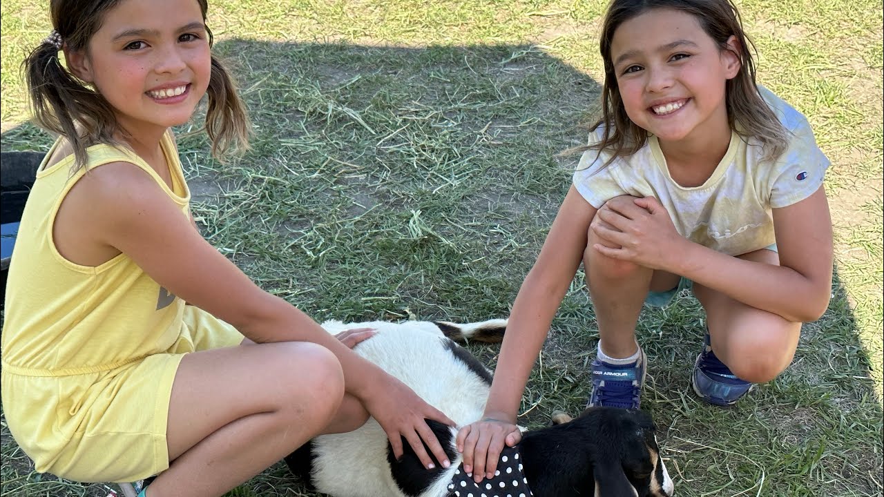 Summer party with animals farm || D&D bermain dengan kambing