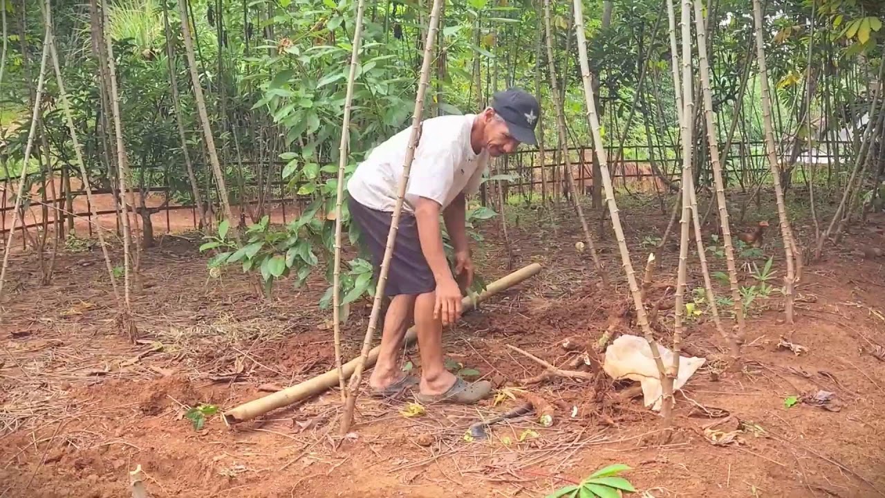 Traditional Cassava Harvesting Technique by Village Farmers 