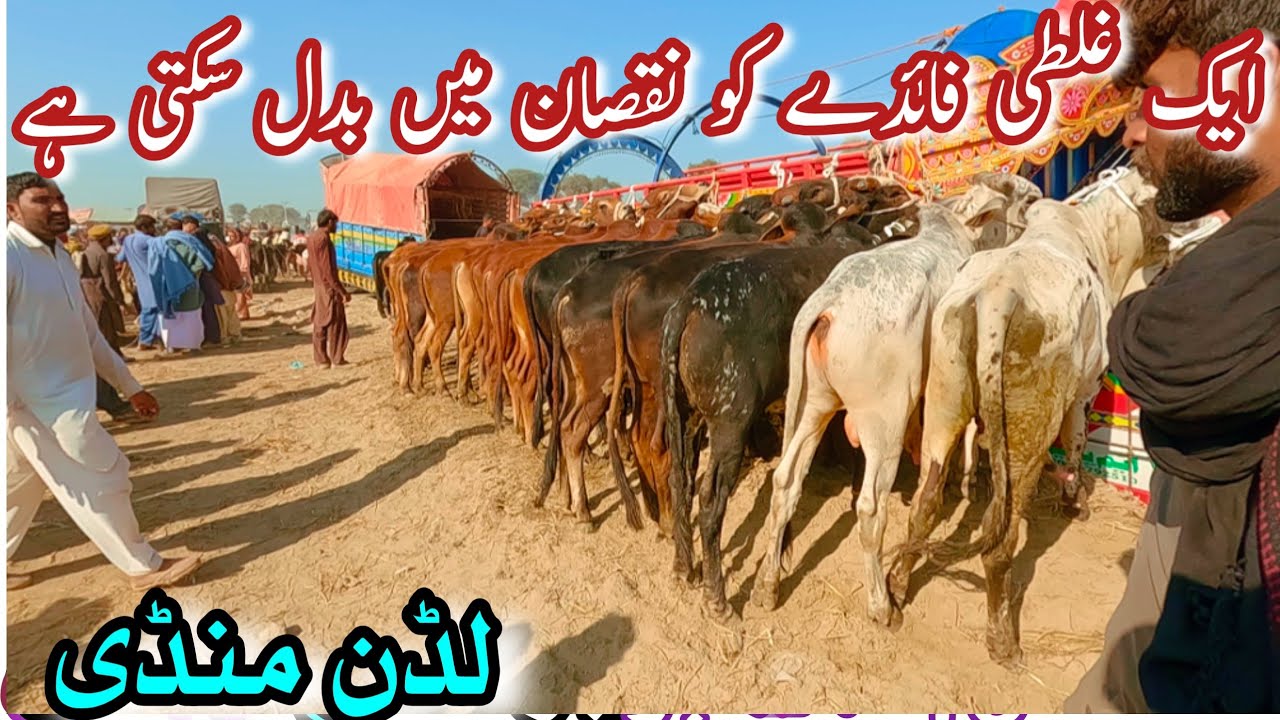SAHIWAL CHOLISTANI BACHRAY FOR QURBANI 2026 || Luddan Mandi Update