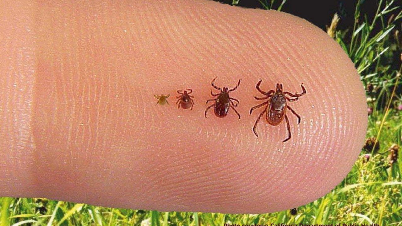 Möchtest du Zeckenbisse vermeiden? Mit diesen Tipps kommst du unversehrt durch den Sommer!