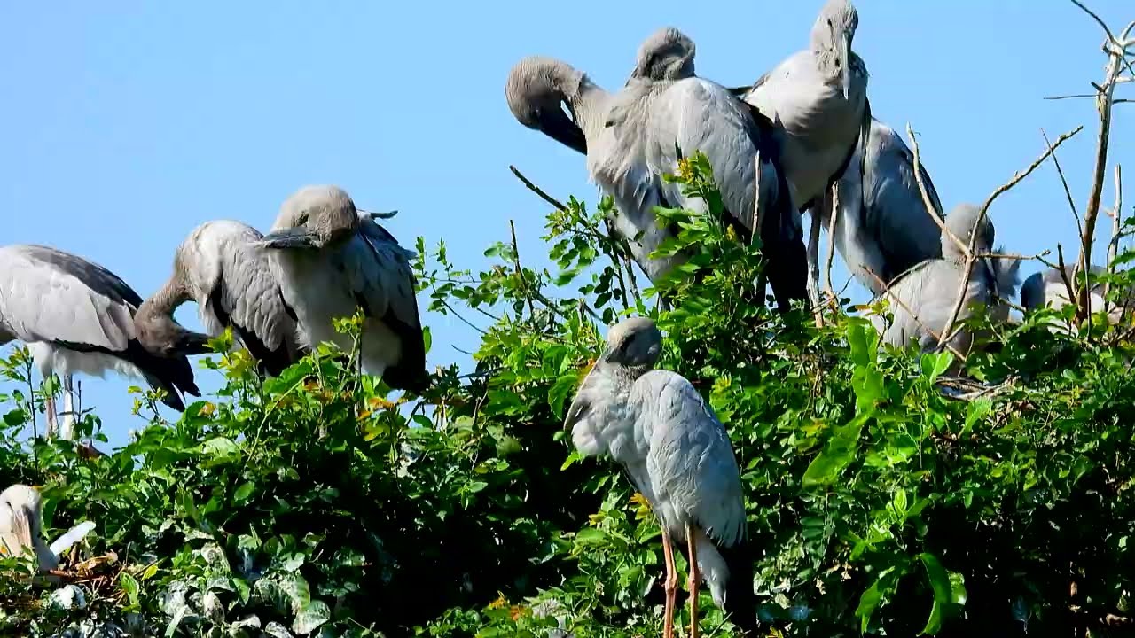 Value Documentary Of Geography Unlocking Flooded Forest Where Millions Of Bird Lives with Peace 0035