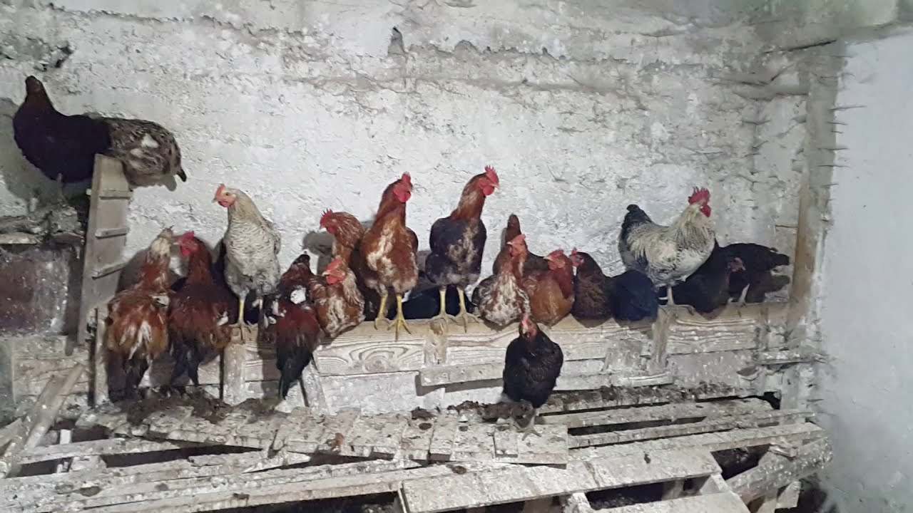 AKŞAM AKŞAM ÖTEN HOROZ 🐓 #KÖY#HAYATI#