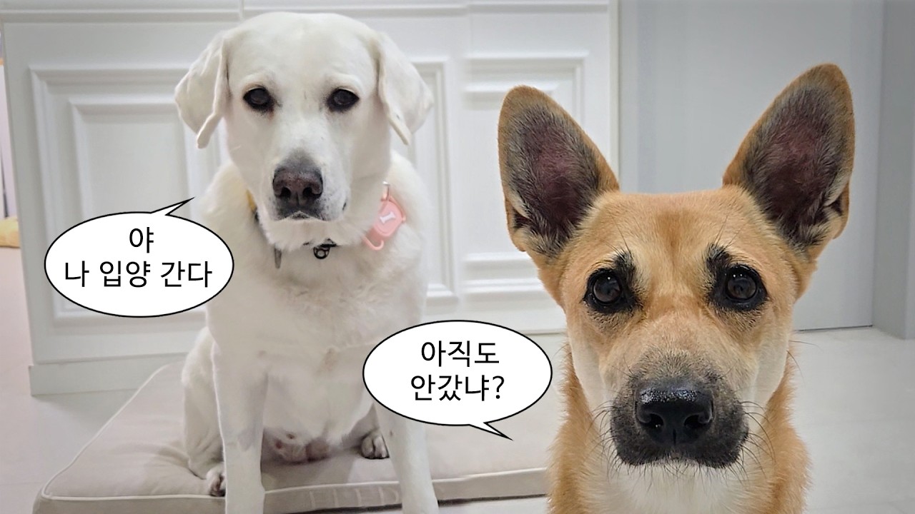 드디어..녀석이 입양을 간다..