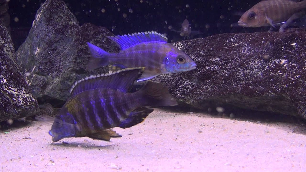 Aulonocara saulosi   HD Hodowla Apisto Szczecin