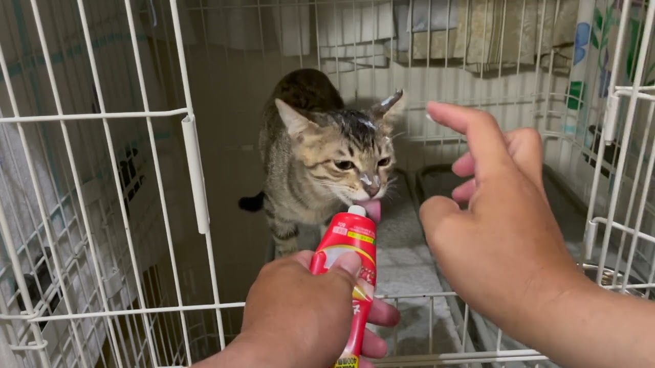 真菌治療中の保護子猫むぎちゃん（家族になる前）９、７   HD 1080p