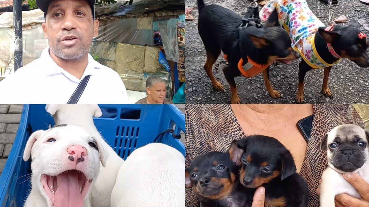 FEIRINHA DE CÃES FILHOTES DE RAÇA, QUANTO CUSTA UM DESSE??