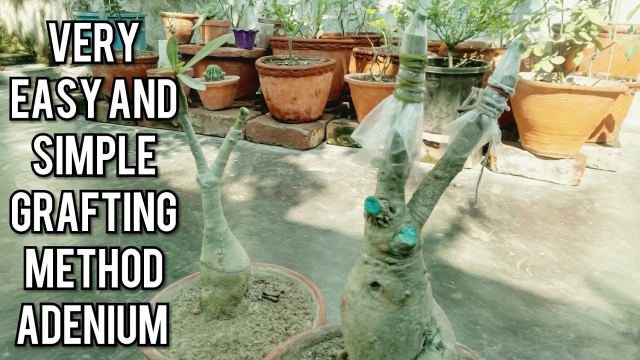 Adenium grafting very easiest method ( With result)
