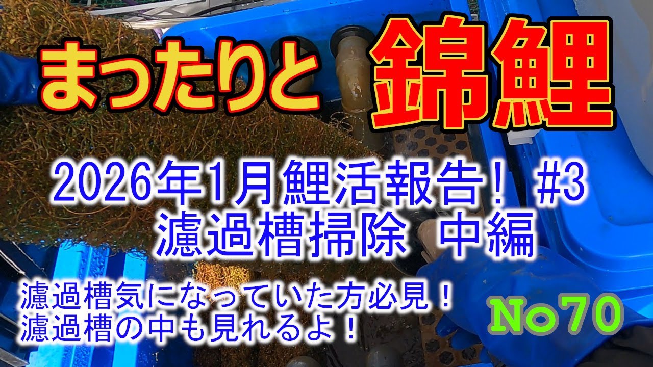 まったりと錦鯉No70【2026年1月鯉活報告！#3 濾過槽掃除 中編】
