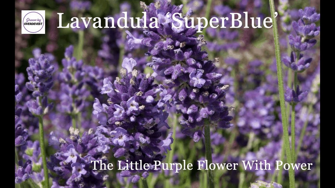 Lavandula 'SuperBlue' //💜💜Top, Compact, Performer, with Deep Purple FRAGRANT flower spikes!