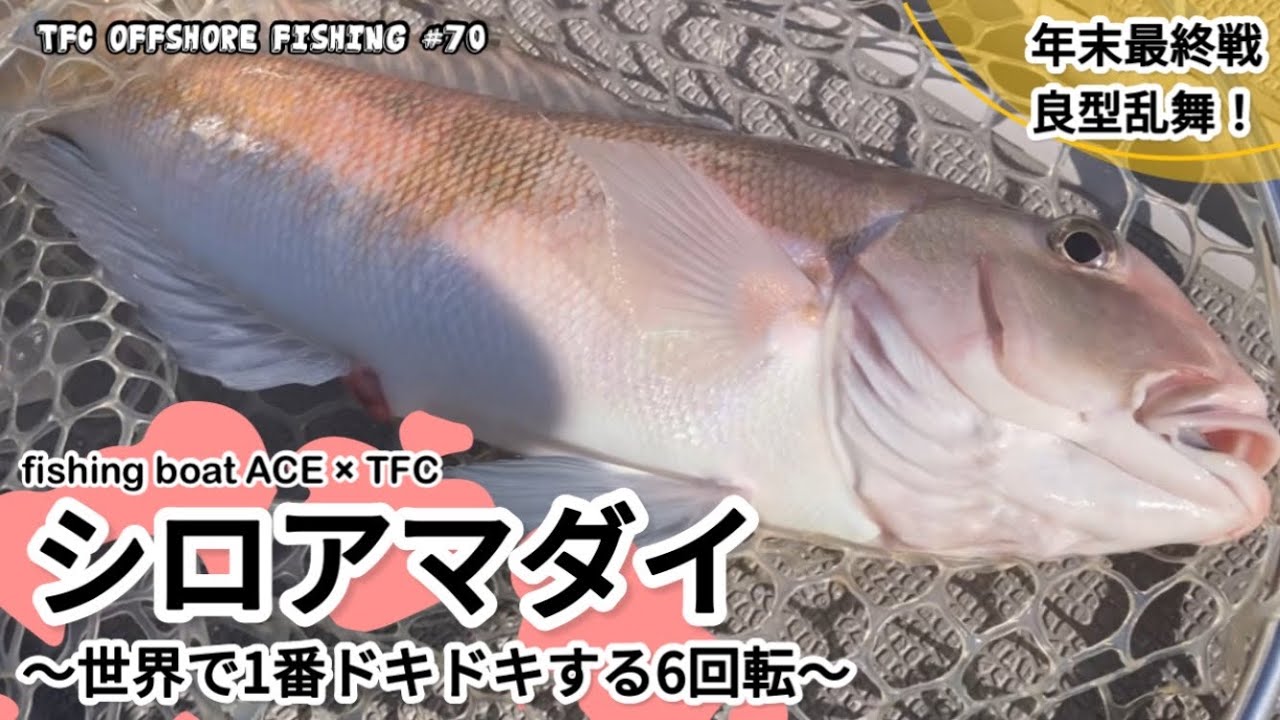 【良型乱舞】シロアマダイ　〜世界で1番ドキドキする6回転〜　TFC offshore fishing #70