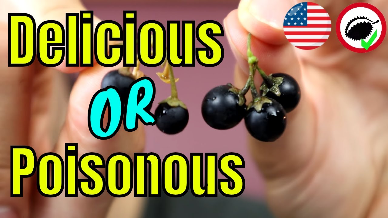 Wonderberry & Roman Nightshade Review - Weird Fruit Explorer Ep. 322