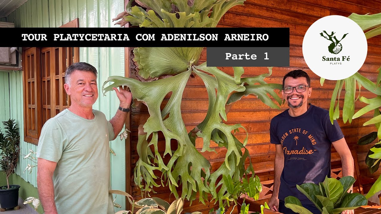 TOUR do PLATYCERIUM com o FANTÁSTICO Adenilson Arneiro e a Platycetaria - PARTE 1