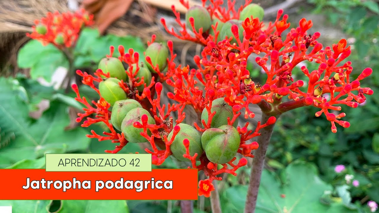 Jatropha podagrica - Aprendizado 42