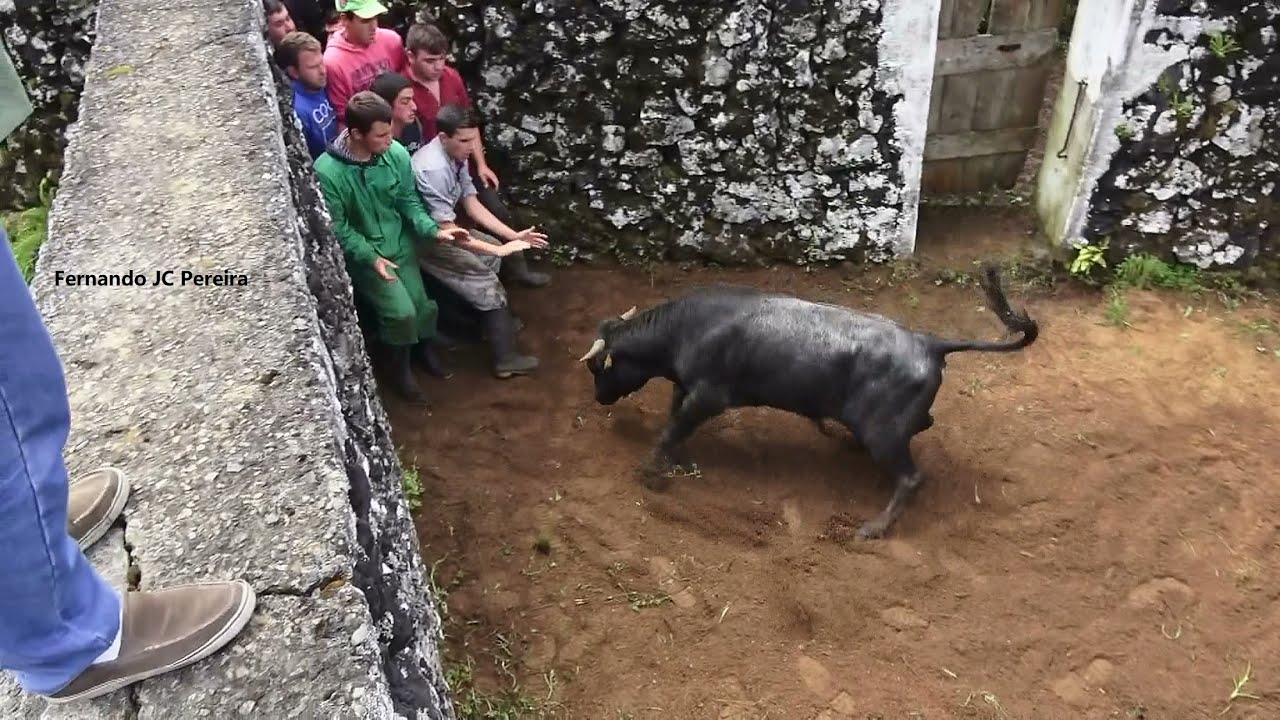 Marca&ccedil;&atilde;o Do Gado - Ganadaria JAF - Ilha Terceira - A&ccedil;ores - Portugal