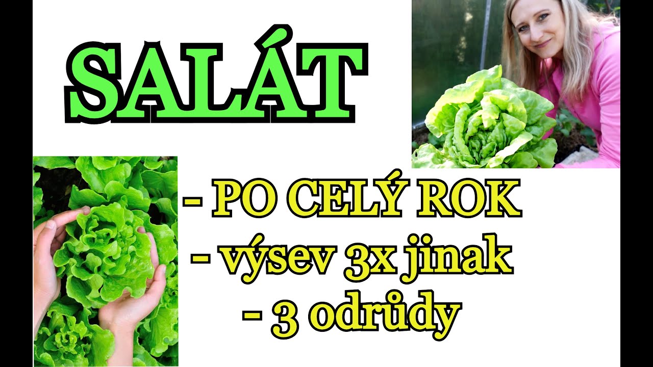 SALÁT | JAK NA PĚSTOVÁNÍ SALÁTU PO CELÝ ROK - 3 způsoby výsevu, mulč, odrůdy, sklizeň | RADY A TIPY