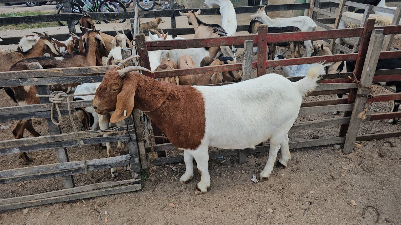 Feira dos ovinos e caprinos da Vila Folha Miúda Craíbas Al, dia 25/01/2026.