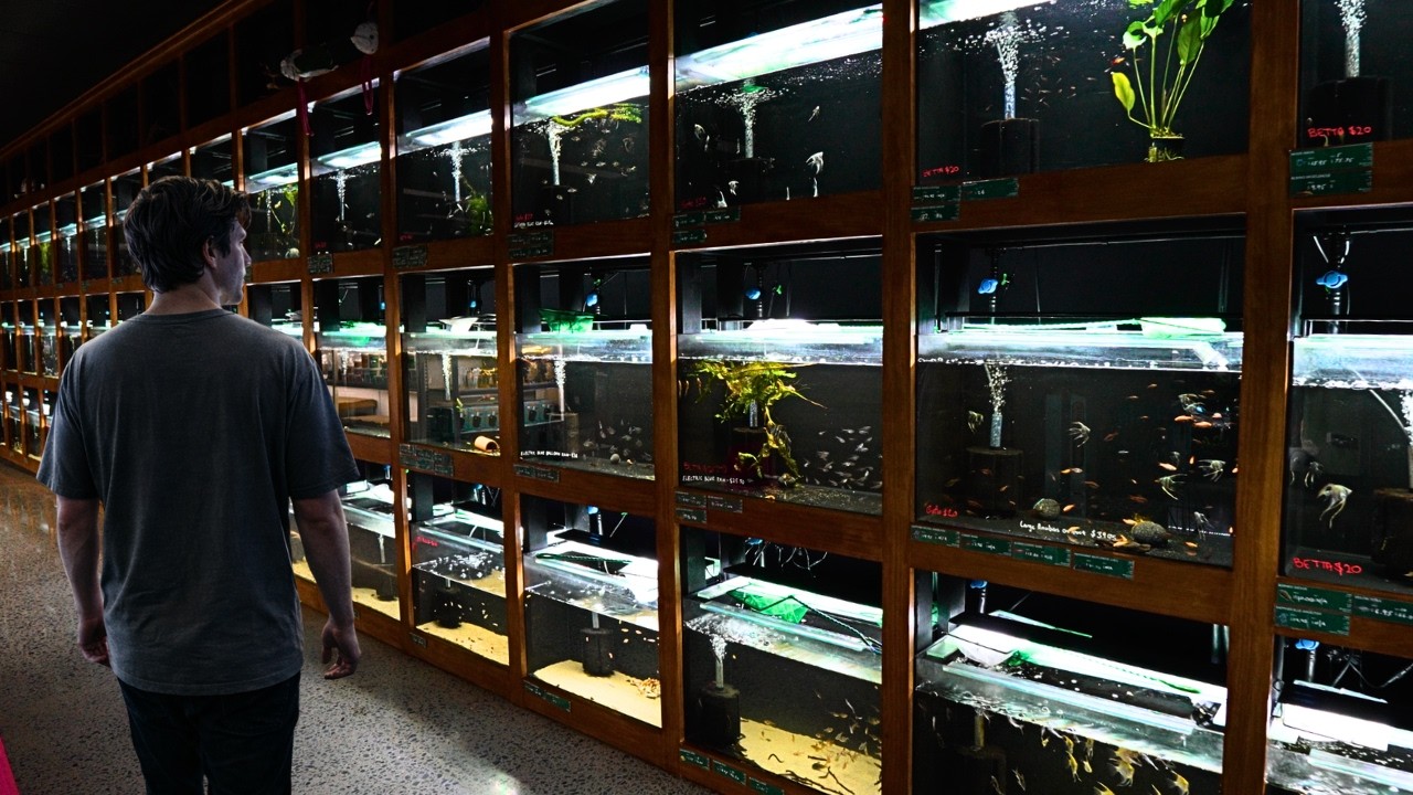 I Built My Dream Fish Store... Full Tour