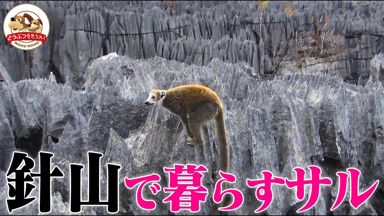 【世にも奇妙】マダガスカルの針山に暮らすサル！何を食べてる？針山の底に降りてみると衝撃の光景【どうぶつ奇想天外／WAKUWAKU】