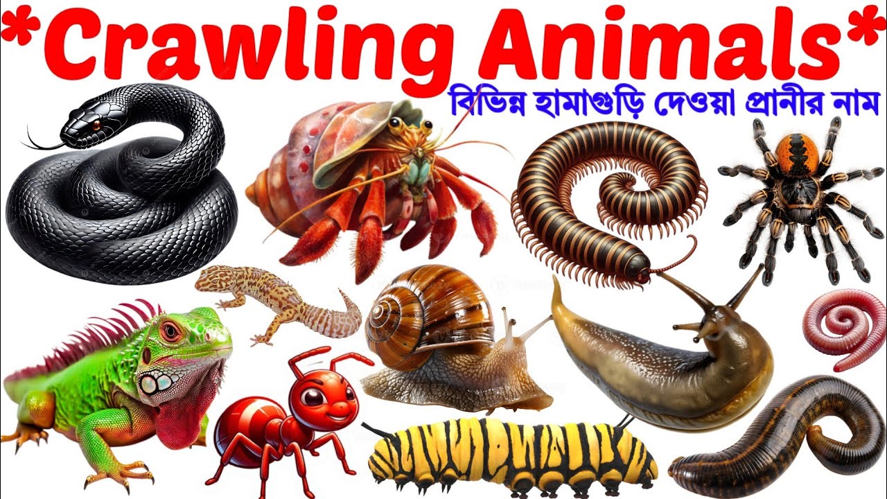 Crawling Animals​ | Name of Animals |English Vocabulary Learning Video for Toddlers and Preschoolers