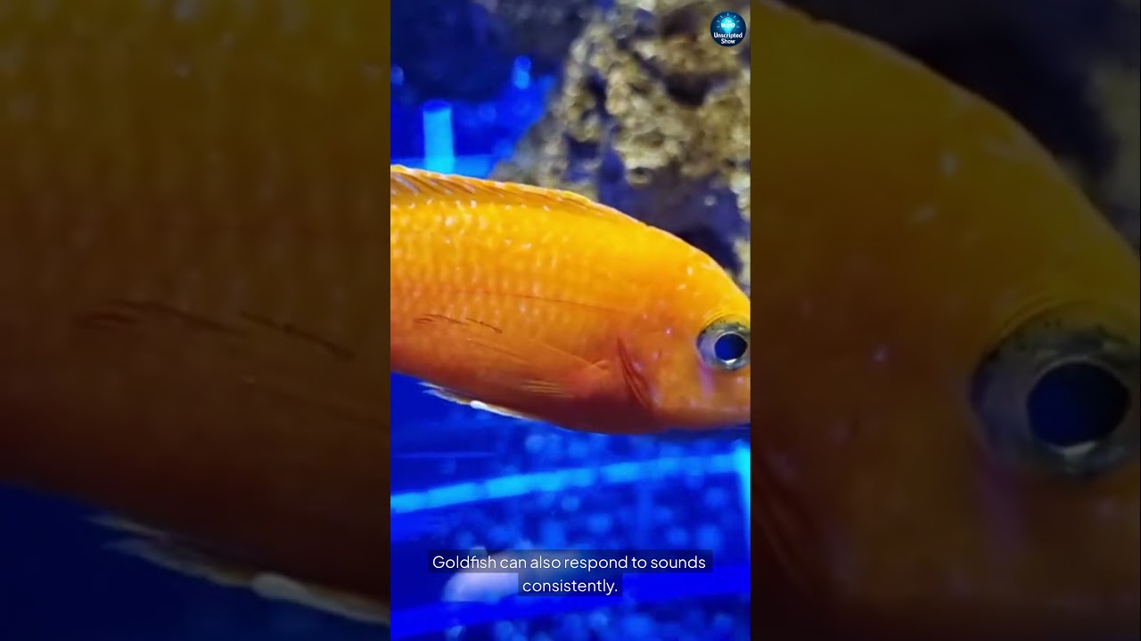 Your Goldfish Remembers You! 🐠