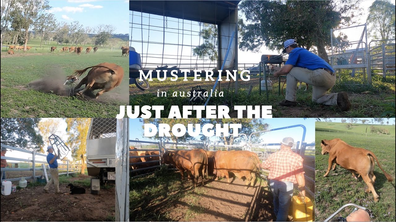 Mustering FIRST CALF HEIFERS with working dogs! Vlog #9